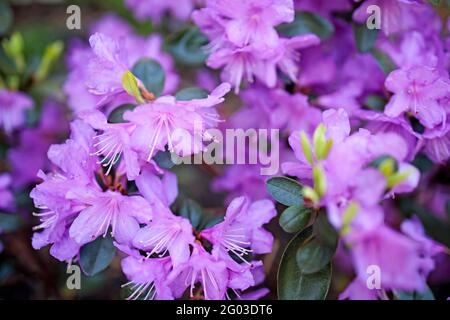 Der immergrüne Rhododendron Hybrid Haaga hat seine leuchtend rosa Blüten vollständig geöffnet. Hintergrundbild Stockfoto