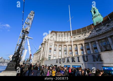 Großbritannien, England, London, das London Eye (Millennium Wheel) und die County Hall (London Sea Life Aquarium) Stockfoto