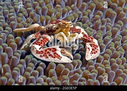 Porzellankrabbe auf Anemone, Lembeh Strait, Sulawesi, Indonesien Stockfoto