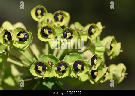 Nektardrüsen in der Cyathia oder Brakteolen der Mittelmeerspurge, auch bekannt als Albanischer Spurge, Ph-Orbia characias Stockfoto