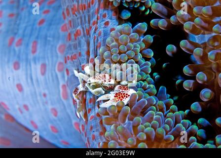 Porzellankrabbe auf Anemone, Lembeh Strait, Sulawesi, Indonesien Stockfoto