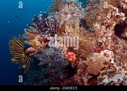 Bunte Seelilien, Bunaken Manado Tua Nationalpark, Sulawesi, Indonesien Stockfoto