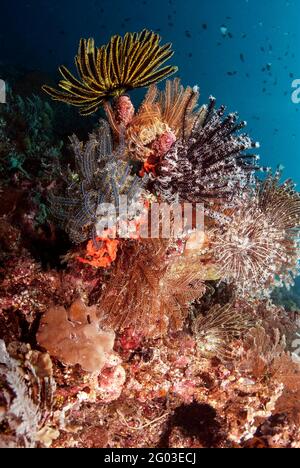 Bunte Seelilien, Bunaken Manado Tua Nationalpark, Sulawesi, Indonesien Stockfoto