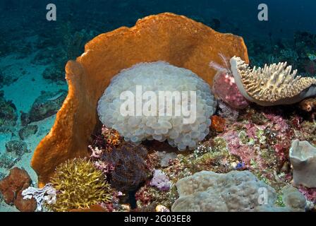 Bubble Coral (Plerogyra sinuosa) inmitten einer Vielzahl von Schwämmen und Seelilien, Bunaken Manado Tua National Park, Sulawesi, Indonesien Stockfoto