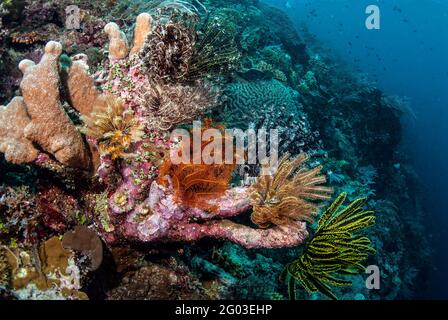 Eine Auswahl an farbenfrohen Seeliliden beim Wandtauchen im Bunaken Manado Tua National Park, Sulawesi, Indonesien Stockfoto