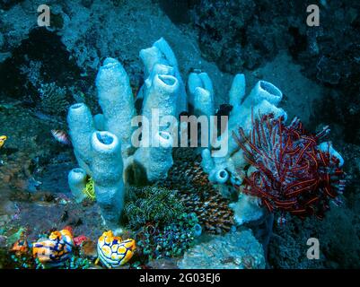 Auswahl an bunten Seeliliden und Blauröhrenschwämmen, Bunaken Manado Tua National Park, Sulawesi, Indonesien Stockfoto