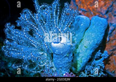 Blaue Seelilien und blaue Röhrenschwämme, orangefarbener Fassschwamm in der Nähe, im Bunaken Manado Tua National Park, Sulawesi, Indonesien Stockfoto