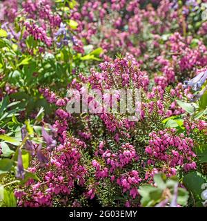 Büsche aus rosafarbenem Heidekraut auf einer künstlichen Rutsche im Park. Landschaftsdesign Stockfoto