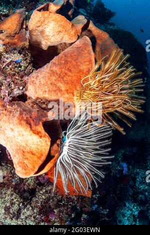 Seelilien auf Vasenschwämmen, Bunaken-Manado-Tua-Nationalpark, Sulawesi, Indonesien Stockfoto