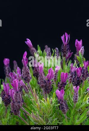 Vertikales Bild des schönen lila Flieder französisch Lavendel in Blume Nahaufnahme mit einem schwarzen Hintergrund, kopieren Raum oben Stockfoto