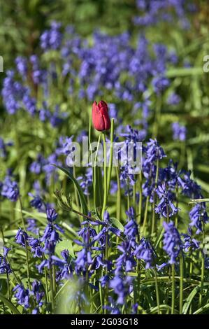 Wunderschöne vertikale Ansicht einer einzelnen Frühlingsrote Tulpe zwischen den bluebellten Blumen am Morgen Herbert Park Dublin, Irland. Weicher und selektiver Fokus. Einsam Stockfoto
