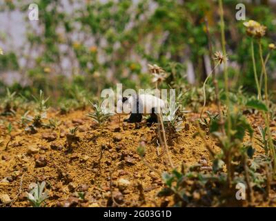 panda geht allein auf Wald Hintergrund Natur Tierwelt geschossen Stockfoto