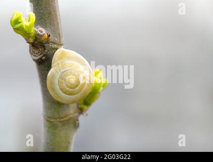 Gelb weiß-lipped Gartenschnecke cepaea hortensis auf einem jungen Baum in einem Garten oder Zuteilung , Makro-Aufnahme verschwommener Hintergrund Kopie Raum nach rechts Stockfoto