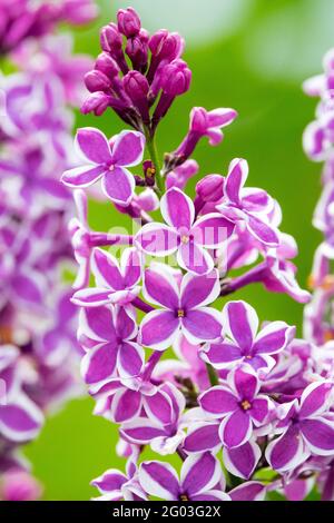 Flieder Sensation Blumen Lila Syringa Sensation Spitze Nahaufnahme Blume Syringa vulgaris Sensation Stockfoto