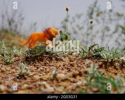 Löwe Nahaufnahme bei grünen Gras Naturfeld Spielzeug Tierwelt Präsentation Stockfoto