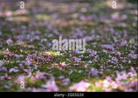 Schöne Nahaufnahme verschwommene Ansicht der zarten Frühling rosa Kirsche (Prunus Shogetsu Oku Miyako) gefallen Blüten auf Gras Rasen Herbert Park, Dublin, Irland Stockfoto