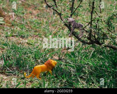 Löwe sucht Zebra auf Baum für die Jagd Spielzeug Geschichte Konzept Stockfoto