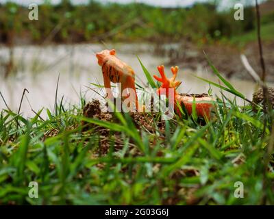 Tiger und Hirsch Tierspielzeug stehen zusammen in der Nähe des Flusses Hintergrund verwischen Stockfoto