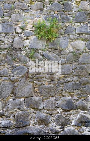 Die Unkrautpflanze wächst in der antiken alten Burgsteinmauer Stockfoto