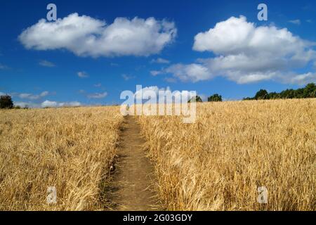 Großbritannien, South Yorkshire, Rotherham, Fußweg durch Failed Wheat Crop im Feld bei Wentworth. Stockfoto