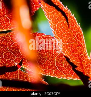 Leuchtend rote Blätter an einem sonnigen Tag Stockfoto