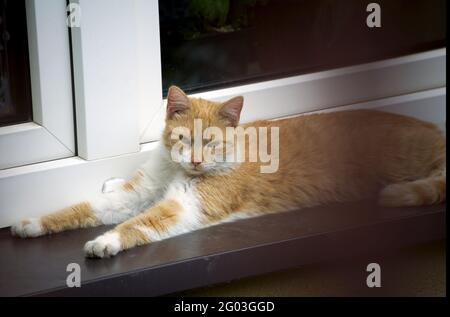 Tabby Katze, eine Hauskatze mit distintiver M-förmigen Markierung auf der Stirn, die an einem Fenster eines Hauses sitzt Stockfoto