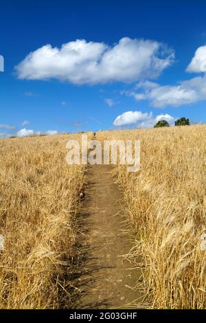 Großbritannien, South Yorkshire, Rotherham, Fußweg durch Failed Wheat Crop im Feld bei Wentworth. Stockfoto