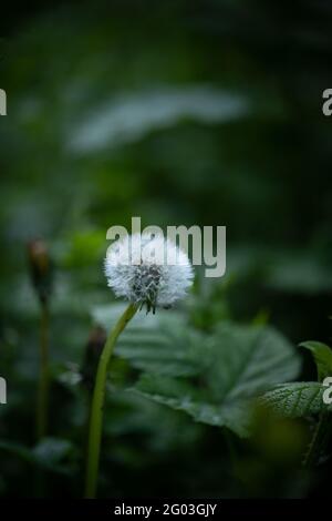 Ein Dandelionkopf, ging zum Samen, unter anderem, die ihre Samen im Wind verloren haben. Stockfoto