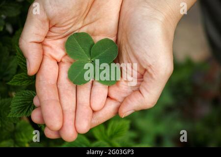 Eine Frau, die ein vierblättriger Kleeblatt in ihren Handflächen hält. Nahaufnahme. Stockfoto