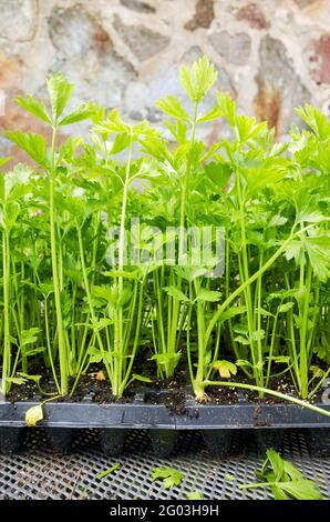 Nahaufnahme der Selleriekeimlinge in einem Kunststoffbehälter, selektiver Fokus. Stockfoto