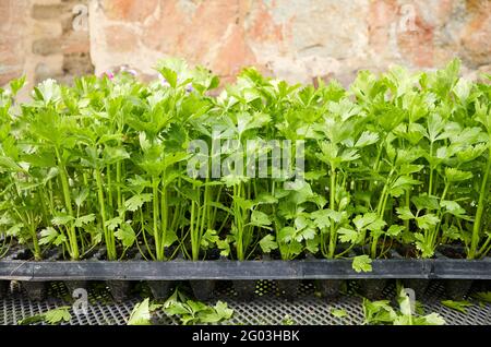 Nahaufnahme der Selleriekeimlinge in einem Kunststoffbehälter. Stockfoto