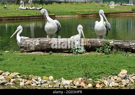 Eine Gruppe dalmatinischer Pelikane (Pelicanus crispus) Stading auf einem Baumstamm neben einem See in Südengland Stockfoto