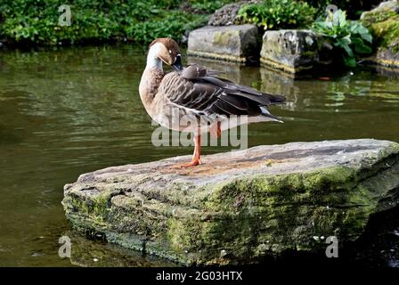 Eine Schwanengans (Anser cygnoid) Preening, während Sie auf einem Bein auf einem großen Felsen stehen Neben einem See in Südengland Stockfoto