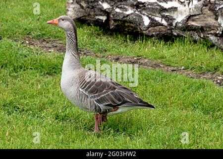 Eine Graugans (Anser ansar) Steht auf einer Wiese in Südengland Stockfoto