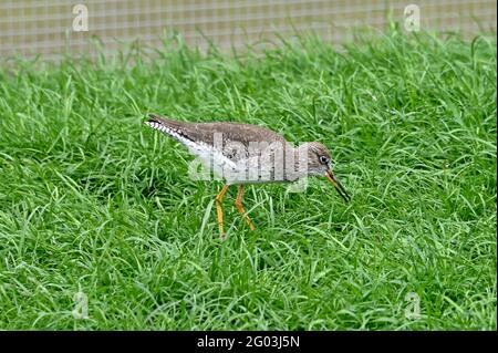 Ein juveniler Rotschenkel (Tringa totanus) In einem Feuchtgebiet Aviarl in Südengland Stockfoto