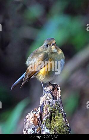 Ein weiblicher Himalaya-Bush-Robin (Tarsiger rufilatus) Auf einem gebrochenen Baumstumpf im Wald gelegen Nordthailand Stockfoto