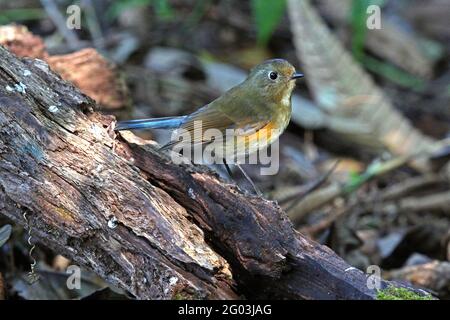 Ein weiblicher Himalaya-Bush-Robin (Tarsiger rufilatus) Auf einem gebrochenen Baumstumpf im Wald gelegen Nordthailand Stockfoto