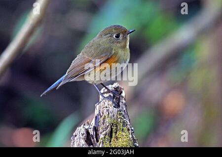 Ein weiblicher Himalaya-Bush-Robin (Tarsiger rufilatus) Auf einem gebrochenen Baumstumpf im Wald gelegen Nordthailand Stockfoto