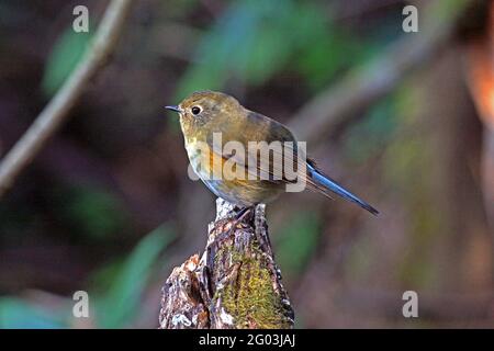 Ein weiblicher Himalaya-Bush-Robin (Tarsiger rufilatus) Auf einem gebrochenen Baumstumpf im Wald gelegen Nordthailand Stockfoto