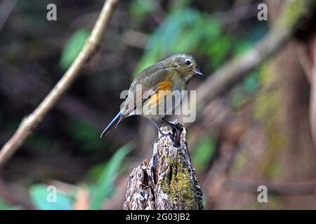 Ein weiblicher Himalaya-Bush-Robin (Tarsiger rufilatus) Auf einem gebrochenen Baumstumpf im Wald gelegen Nordthailand Stockfoto