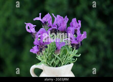 Schöne violette Blüten von duftenden Lavendelpflanzen in Vase auf dem grünen verschwommenen Hintergrund Stockfoto