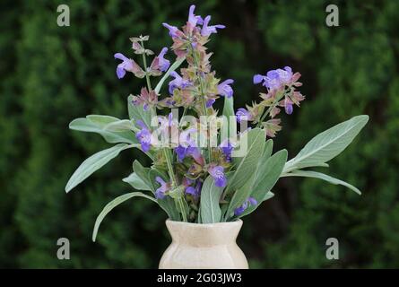 Mediterrane Kräuter Salvia officinalis, auch Salbei oder kulinarischer Salbei genannt, mit blühenden Zweigen und purpurn Blüten Stockfoto