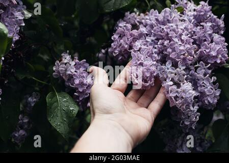 Die Hand der Frau hält Fliederblüten. Moody Frühling Lifestyle Foto lila Blumen mit grünen Blättern und Regentropfen. Syringa Busch blüht im Stockfoto