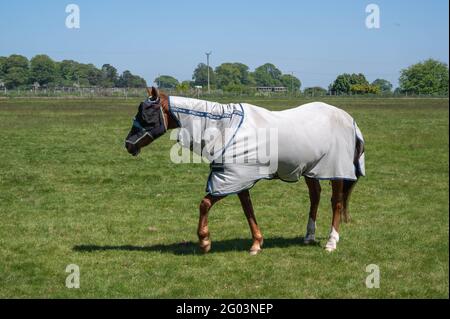 Ein Pferd auf einem Paddock-Feld, das eine Sommerdecke und eine schützende Augenmaske trägt. Stockfoto