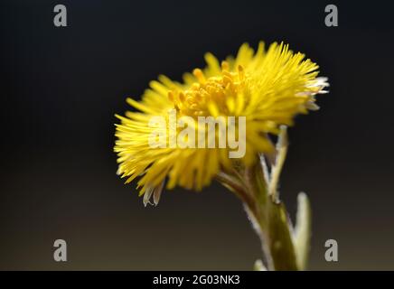 Gelber Blütenfuß (Tussilago fara) blüht im frühen Frühjahr. Stockfoto