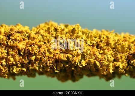 Gemeine orangefarbene Flechte Xanthoria parietina am Ast des Baumes aus nächster Nähe. Stockfoto