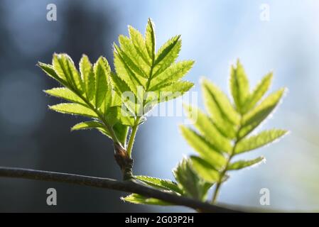 Frühlingszweig vom Rowan-Baum (Sorbus aucuparia) mit grünen Blättern auf unscharfem natürlichen Hintergrund. Stockfoto