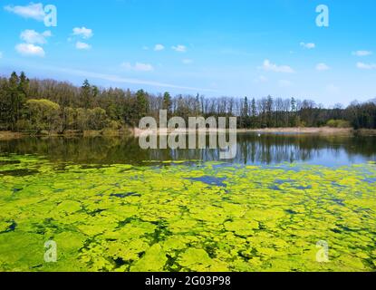 Grüne Algen auf der Wasseroberfläche eines Teiches. Frühlingslandschaft. Stockfoto