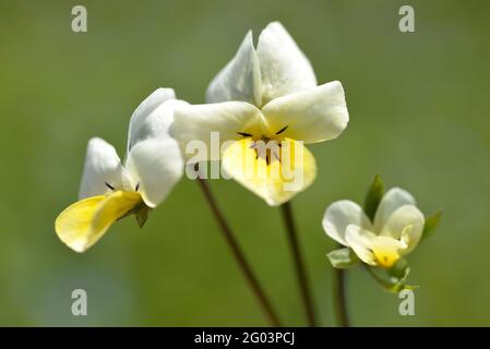 Feldschwein (Viola arvensis) aus der Nähe. Frühlingsblume. Stockfoto