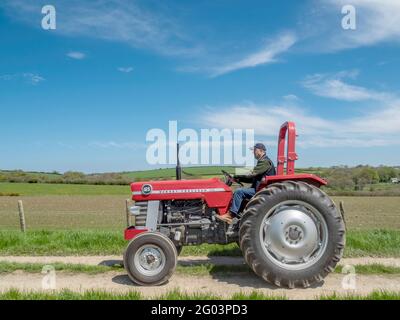 HOLSWORTHY, DEVON, ENGLAND - MAI 30 2021: Oldtimer-Traktor, landwirtschaftliches Fahrzeug bei Rallye. Massey Ferguson 165. Stockfoto